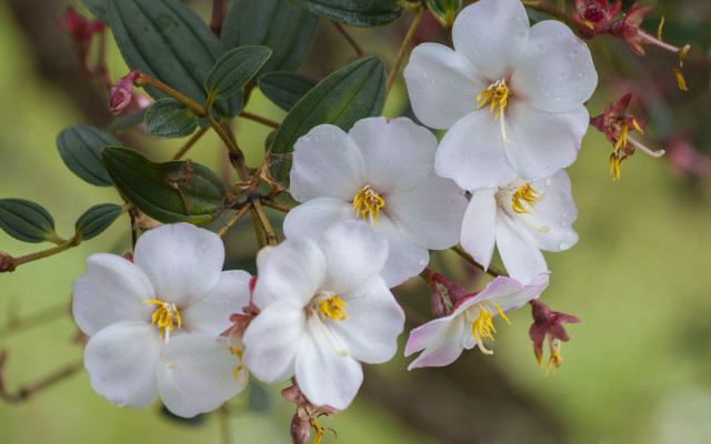 White flowers green leaves blurry free wallpaper - medium preview image