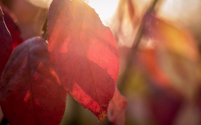 Red leaf autumn sunshine macro free wallpaper - medium preview image