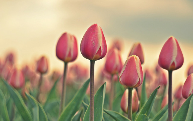 Pink flowers green grass closeup free wallpaper - medium preview image