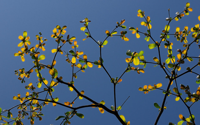 Tree yellow leaves blue sky #2 free wallpaper - medium preview image