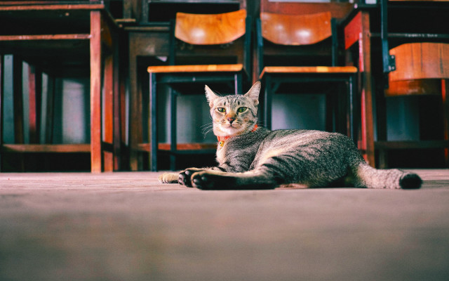 Cat laying front row chairs free wallpaper - medium preview image