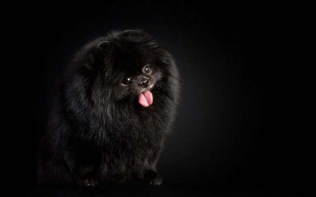 Black dog tongue out photorealism free wallpaper - medium preview image