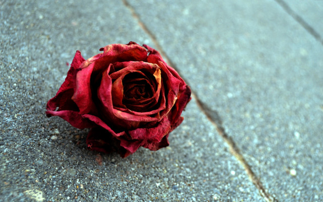 Red rose city sidewalk decay free wallpaper - medium preview image