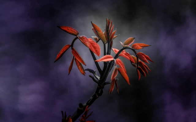 Red flowered plant purple sky free wallpaper - medium preview image