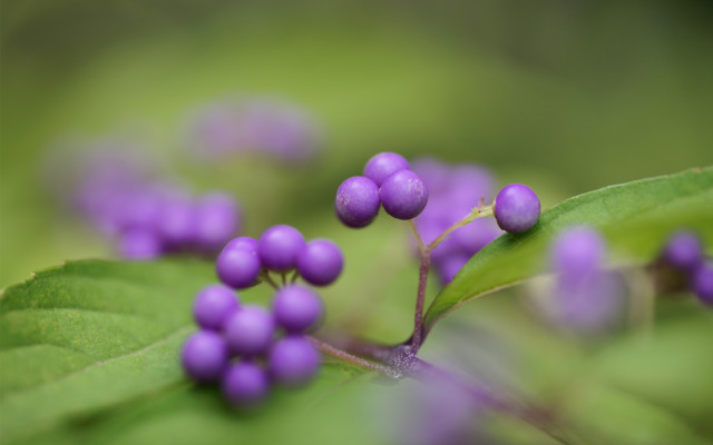 Purple flower closeup macro bokeh #2 free wallpaper - medium preview image