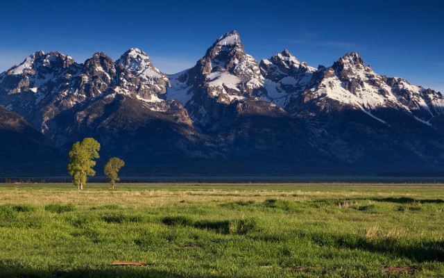 Lone tree field mountains rosy free wallpaper - medium preview image