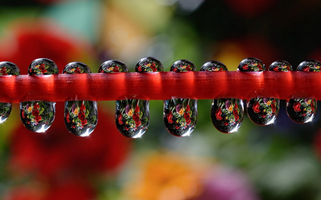 Red stick water droplets flower free wallpaper - medium preview image