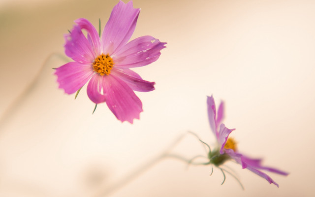 Pink flower lily lotus purple free wallpaper - medium preview image