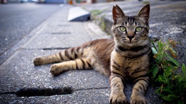 Cat plant streetsign building greeneyes free wallpaper - medium preview image