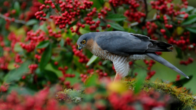 Bird branch red berries green free wallpaper - medium preview image
