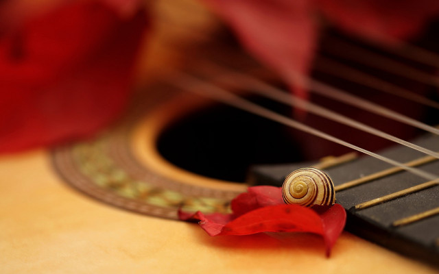 Guitar redflower macro blurry depthoffield free wallpaper - medium preview image