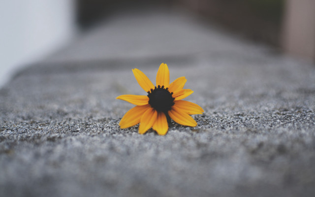 Yellow flower cement slab cloudy free wallpaper - medium preview image