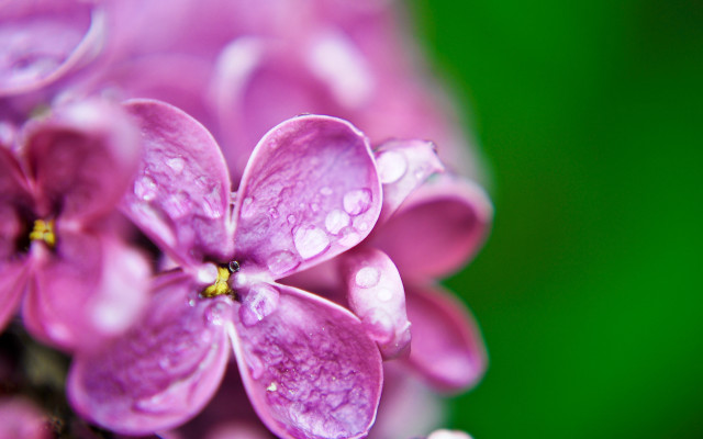 Purple flower water droplets macro #7 free wallpaper - medium preview image