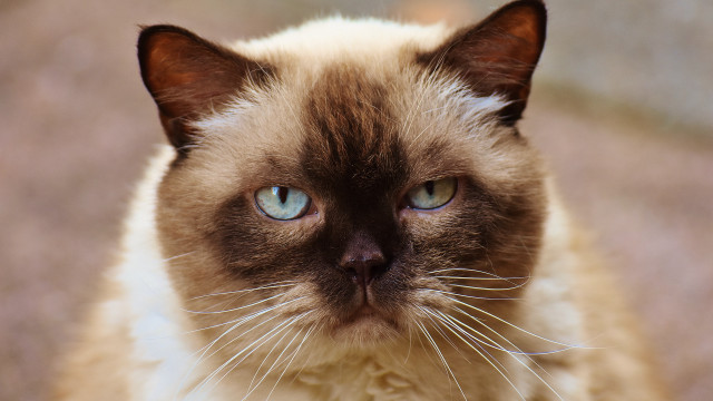 Blue eyes serious cat looking free wallpaper - medium preview image
