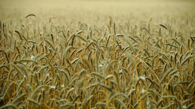Wheat field tiltshift grain magiccircle free wallpaper - medium preview image
