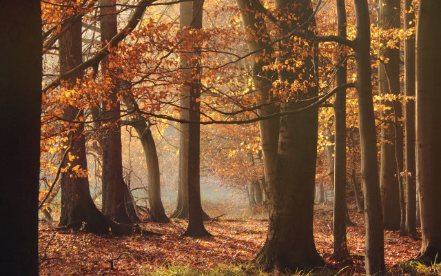 Forest bench autumn leaves city free wallpaper - medium preview image