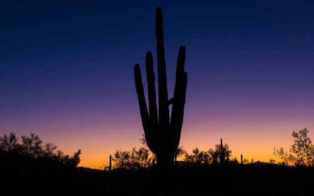 Cactus silhouette purple blue sunset free wallpaper - medium preview image