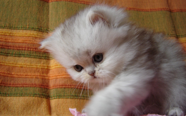 White kitten blanket pink flower free wallpaper - medium preview image