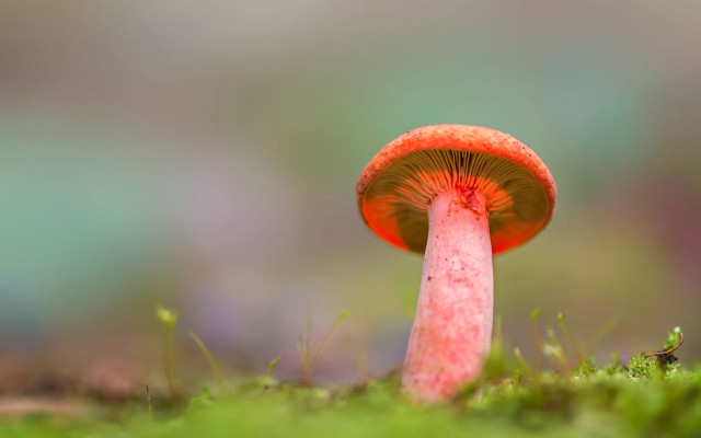 Red mushroom green grass bug free wallpaper - medium preview image