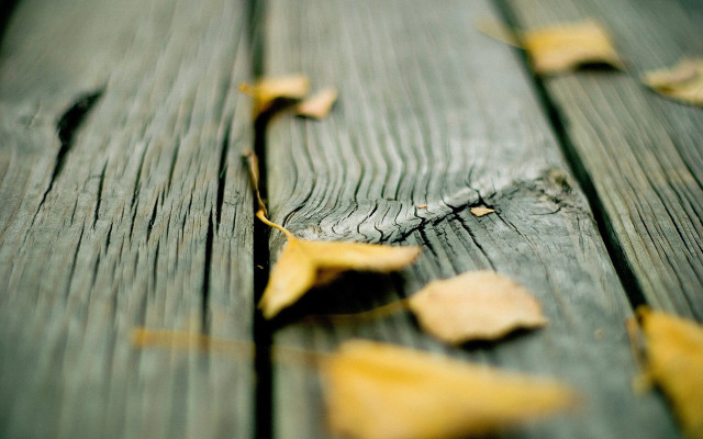 Wooden leaves macro photorealism blurry free wallpaper - medium preview image