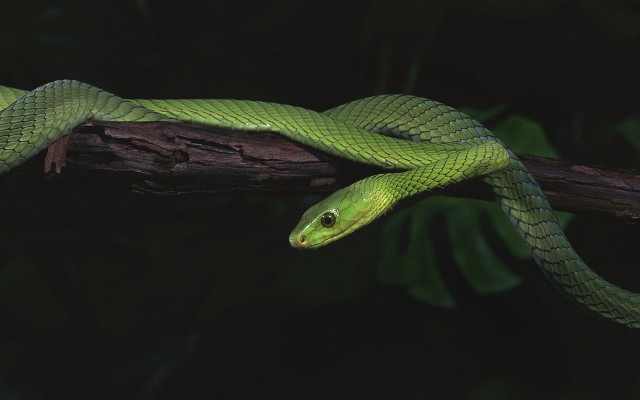 Green snake branch dark cobra free wallpaper - medium preview image