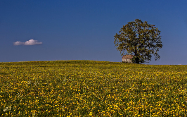 Lone tree yellow flowers house free wallpaper - medium preview image