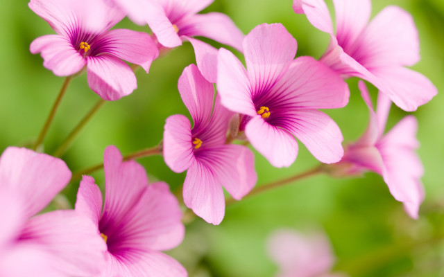Pink flowers blurry background macro free wallpaper - medium preview image