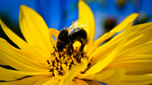 Bee yellowflower bluebackground macro sunset free wallpaper - medium preview image