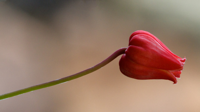 Red flower green stem water free wallpaper - medium preview image