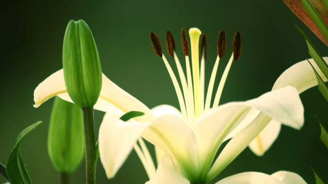 White flower green background brown free wallpaper - medium preview image