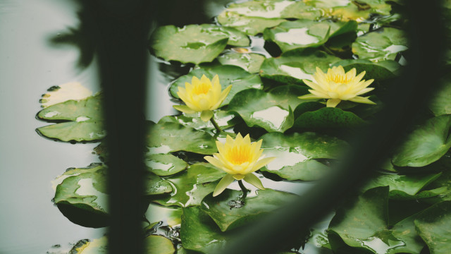 Pond water lilies leaves reflection free wallpaper - medium preview image