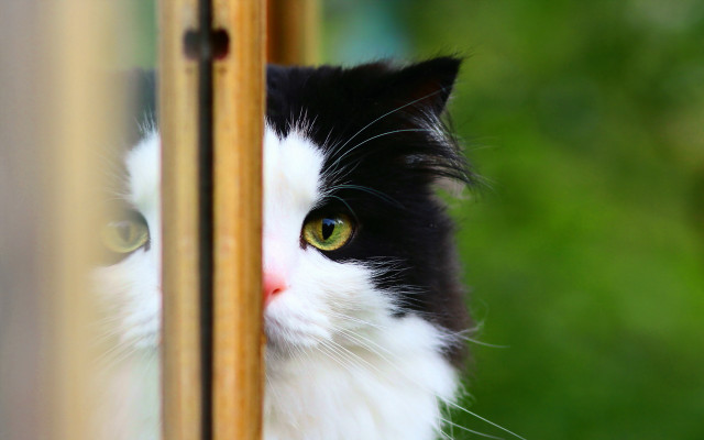 Black white cat green eyes #10 free wallpaper - medium preview image