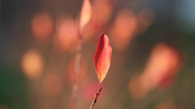 Red flower macro bokeh shallow #2 free wallpaper - medium preview image