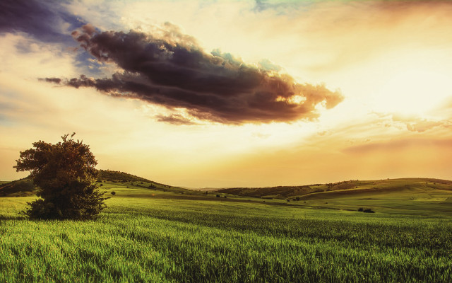Field tree sky sunbeam landscape free wallpaper - medium preview image