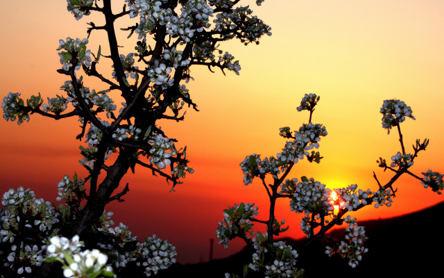 White flowered tree sunset bamboo free wallpaper - medium preview image