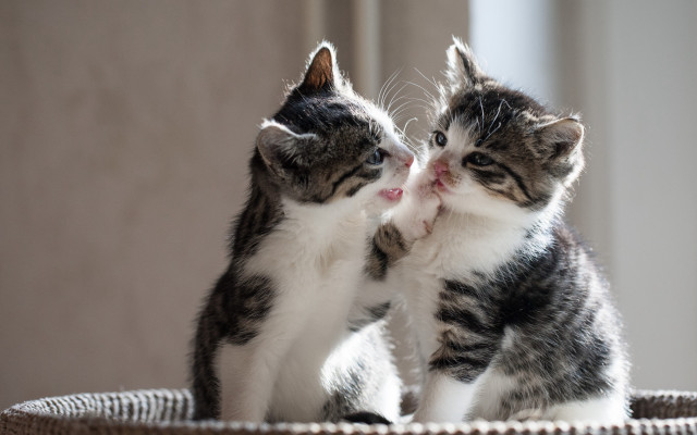 Two kittens playing basket paw free wallpaper - medium preview image
