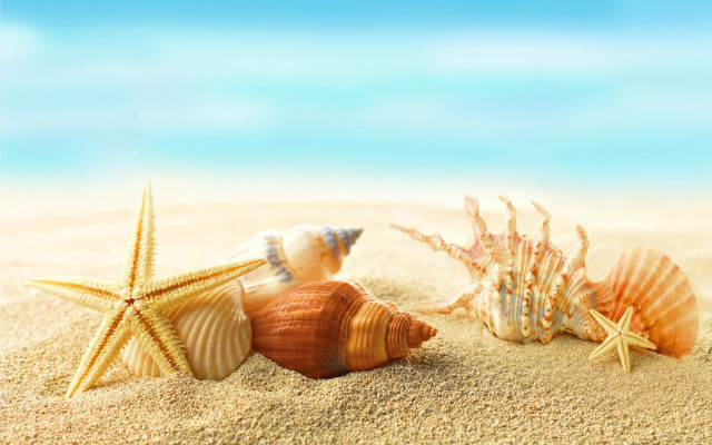 Starfish shells beach sand blue free wallpaper - medium preview image