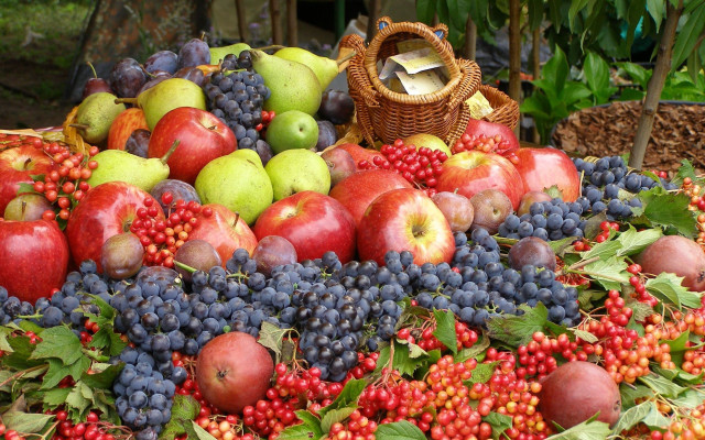 Fruit basket harvest vibrancy ecological free wallpaper - medium preview image