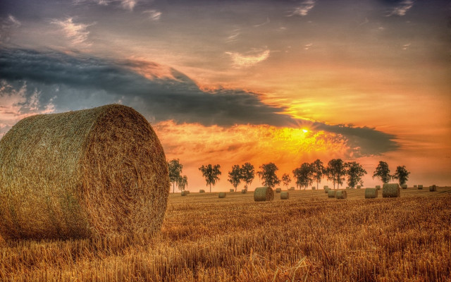 Hay bales sunset palm trees free wallpaper - medium preview image