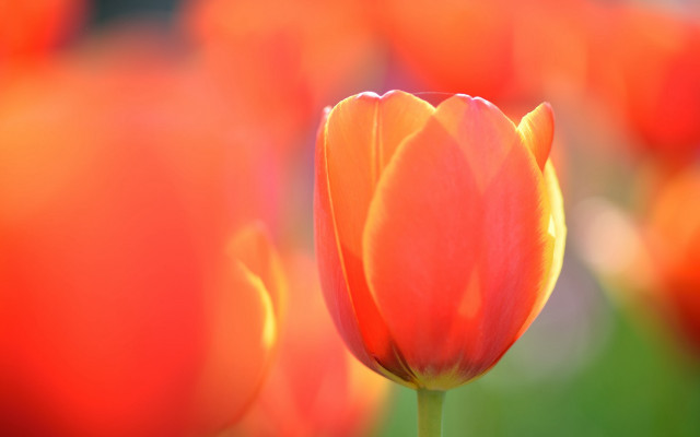 Orange flower shallow depth field free wallpaper - medium preview image
