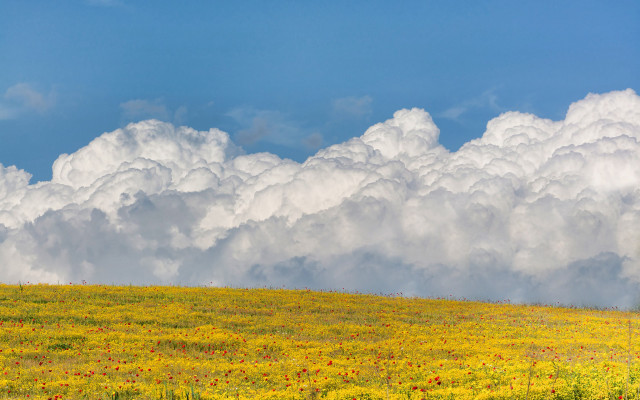 Horse clouds field sunset scene free wallpaper - medium preview image
