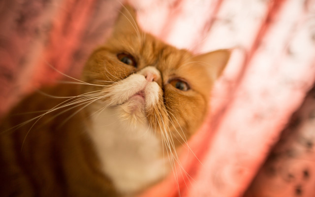 Surprised cat looking up pink free wallpaper - medium preview image