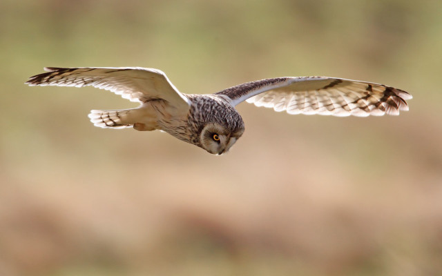 Bird flying wings open photorealistic #2 free wallpaper - medium preview image