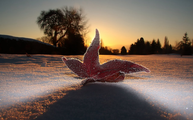 Red object sunset snow trees free wallpaper - medium preview image