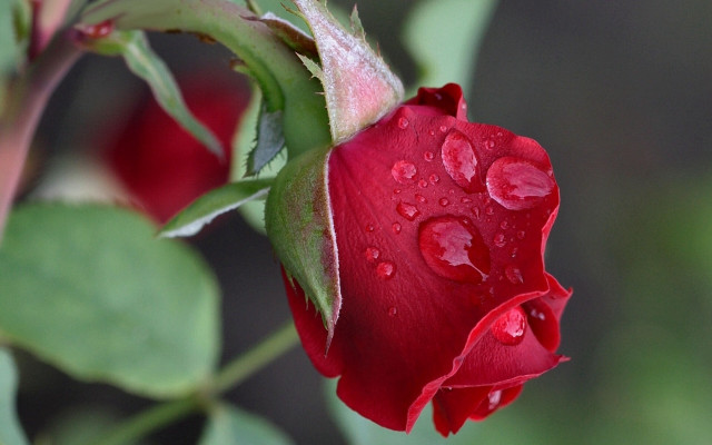 Red rose water droplets macro #15 free wallpaper - medium preview image