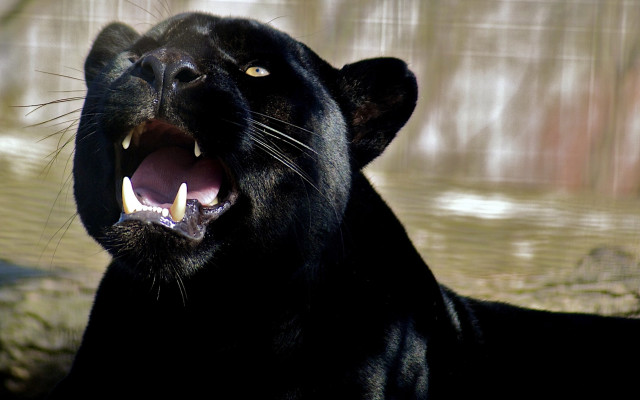 Black panther yawning growling digital free wallpaper - medium preview image