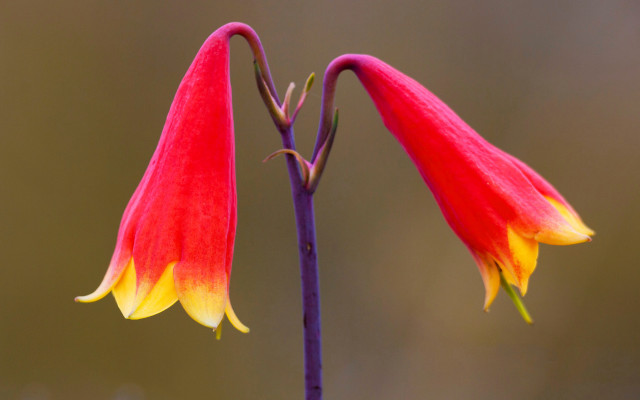 Flower closeup red yellow blurry free wallpaper - medium preview image