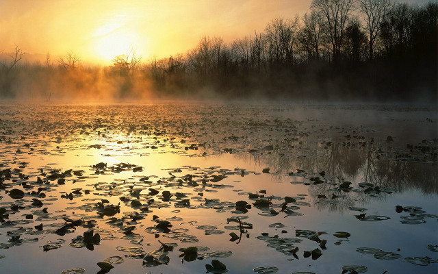 Lake water lilies sunset forest free wallpaper - medium preview image