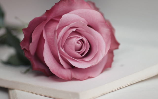 Pink rose white shelf art free wallpaper - medium preview image