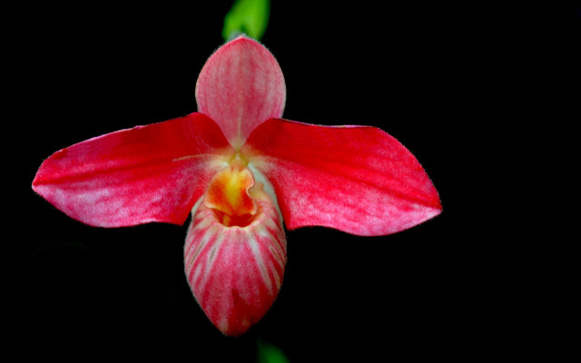 Red white flower macro strawberry free wallpaper - medium preview image